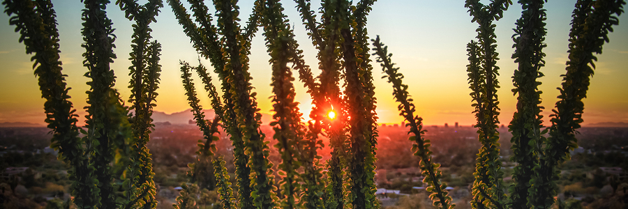 Desert Sunset Desert Sunset